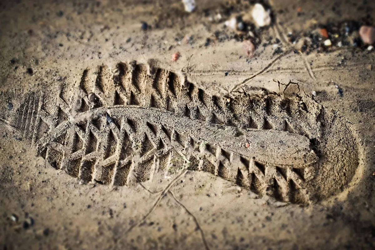 How to Read Wildlife Tracks in Mud, Snow, and Sand